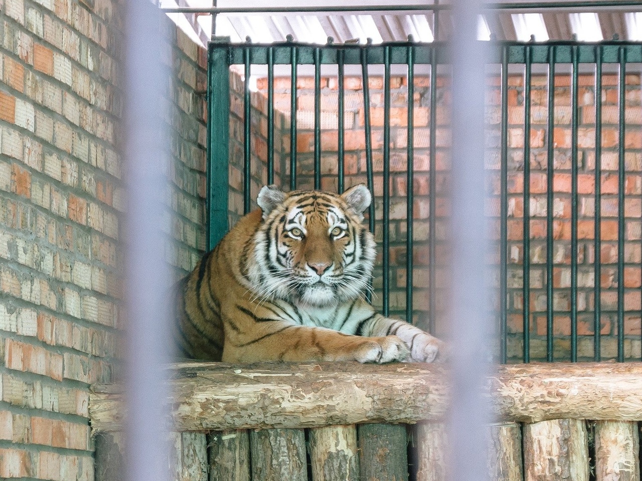 Онлайн-трансляция экскурсии в Самарский зоопарк